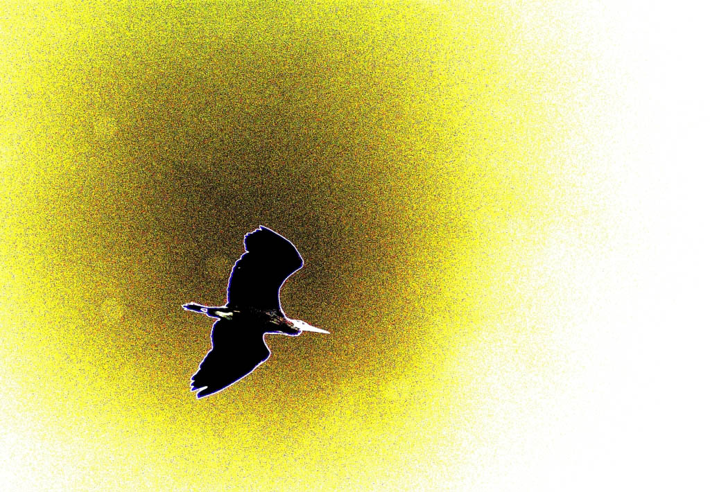 The Blue Heron.