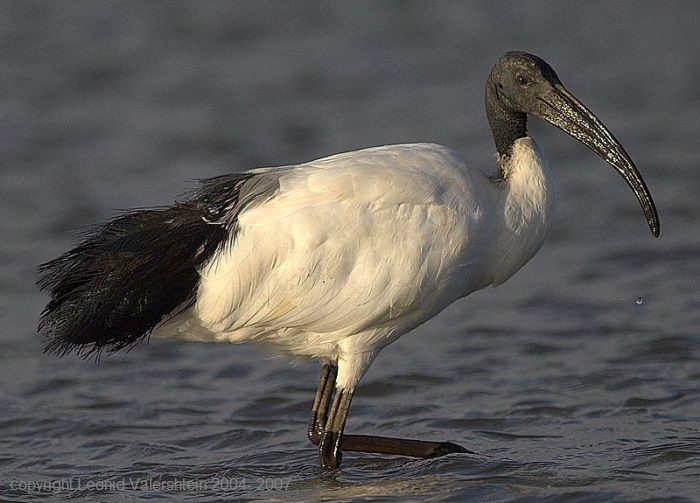СВЯЩЕННЫЙ ИБИС.SACRED IBIS.Threskiornis Aethiopicus