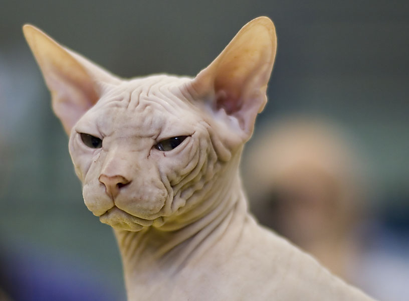 27112 Sphynks Cat