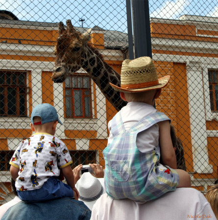 САФАРИ