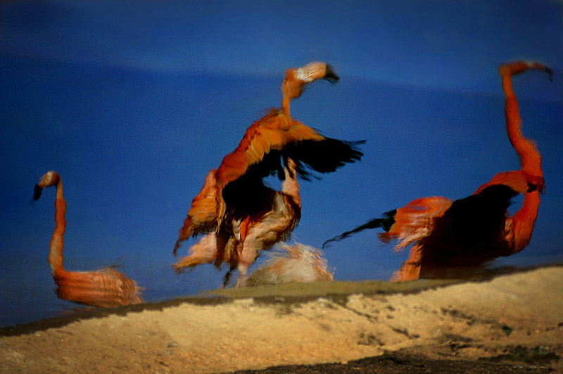 dance