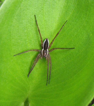 В болоте - безопасно