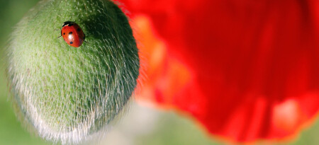 красный мак