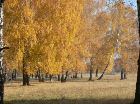 осень золотая