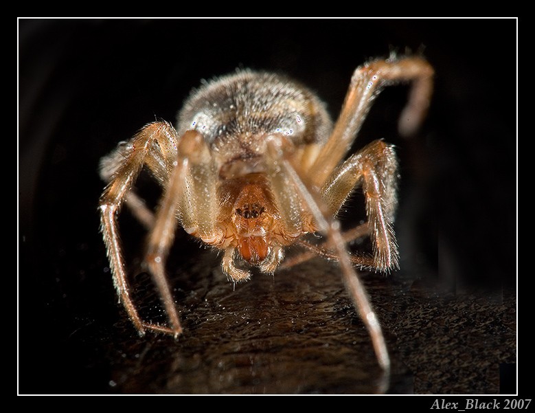 Spider-1