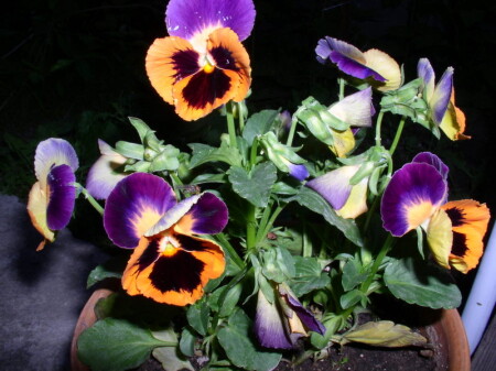 ночные фиалки