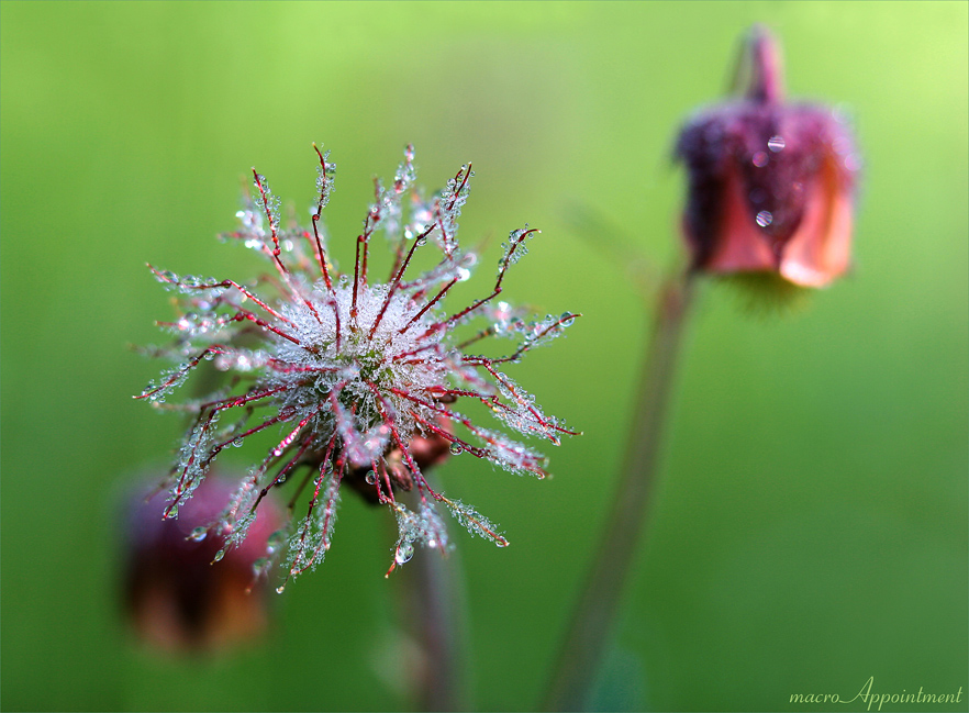 macro Appointment