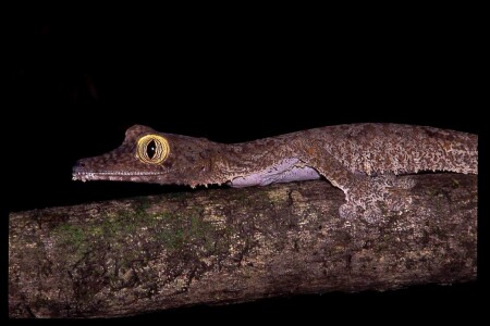 Leaf-tailed Gekko