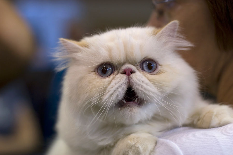 27169 Angry Persian cat