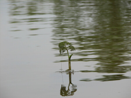 Водяной бонсай
