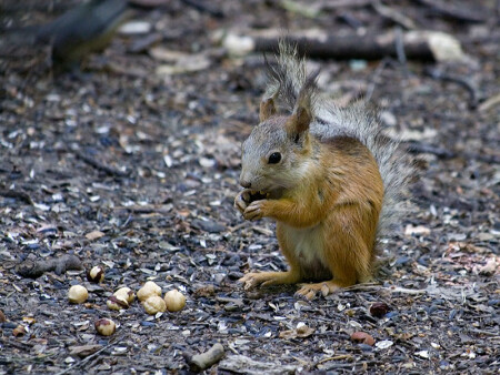 Белка по имени Марат