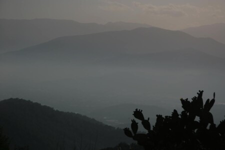 Тауры заросшие кактусами