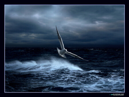 SEAGULL
