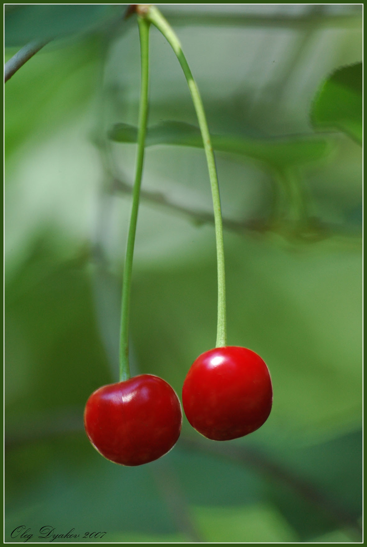 **tween cherry**