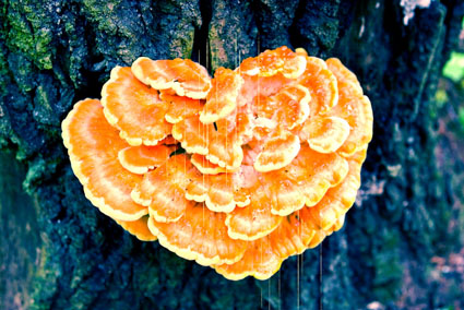 Fungus