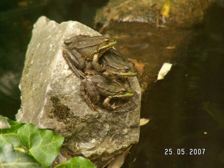 лягушачье счастье