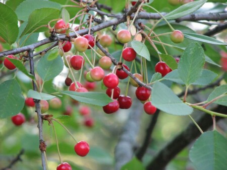 Вишня спеет