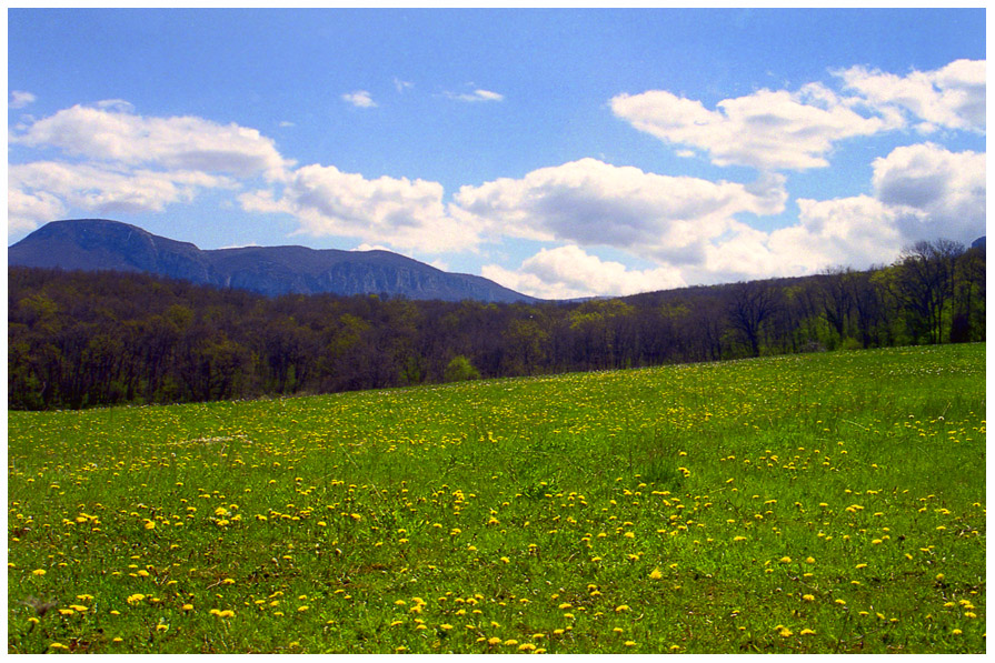 Windows XP, только с одуванчиками