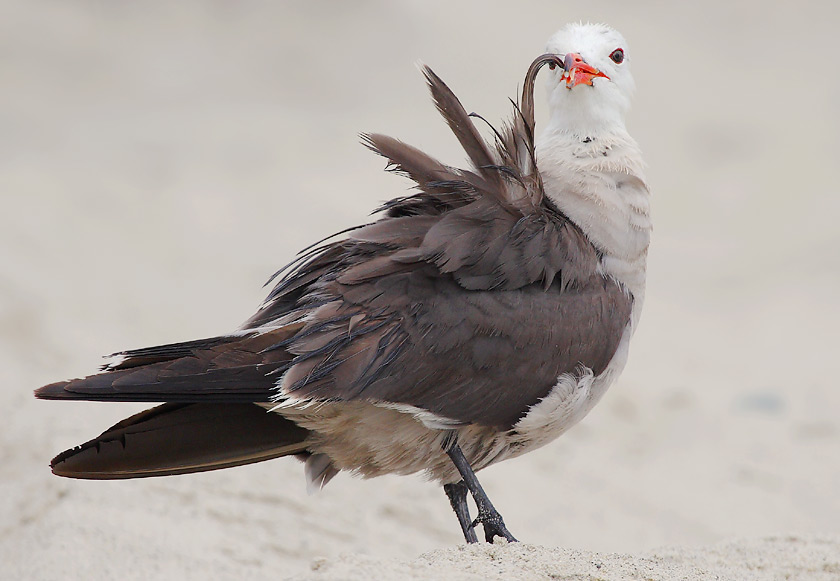 Larus heermanni