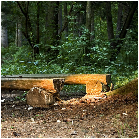 Вечерний лес