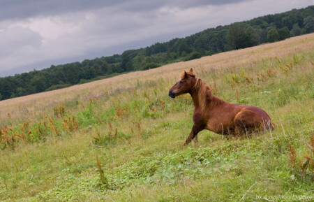 Предчувствие