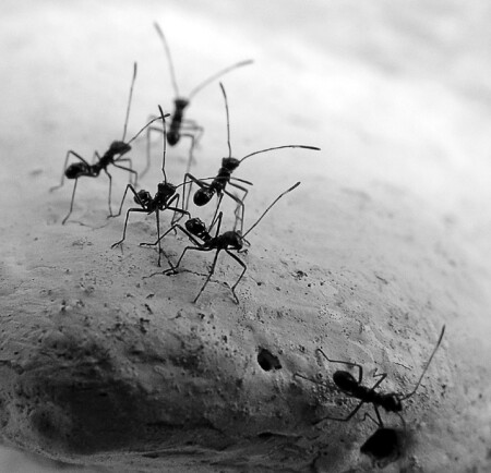 Ant Party