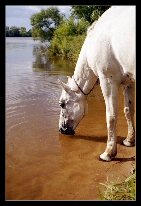 - НА ВОДОПОЕ -