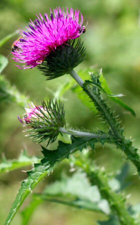 Чертополох??