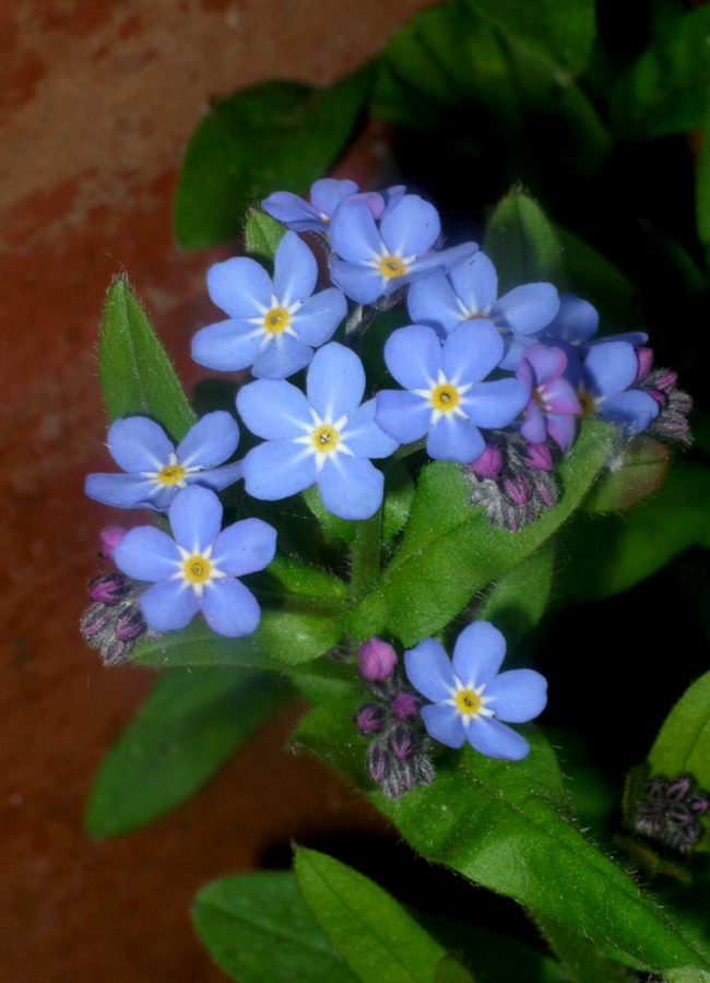 summer.blue