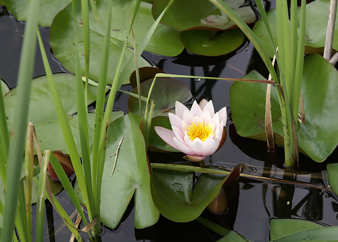 Цветочки разные ( 2 ) Кувшинка белая — Nymphaea alba L. 