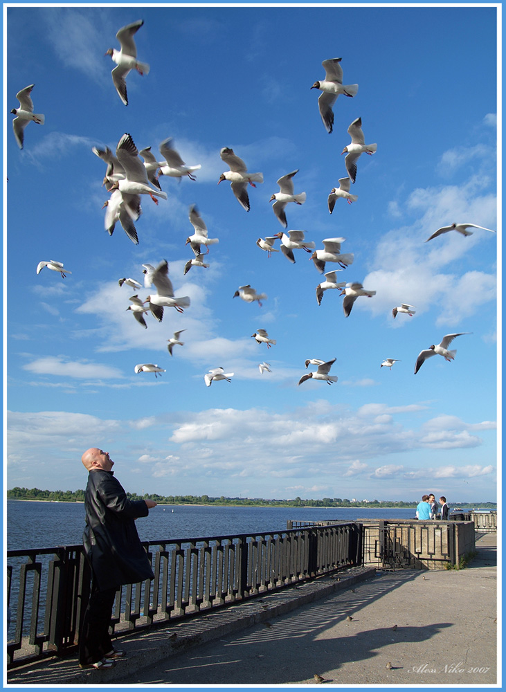Лысый человек кормящий чаек.