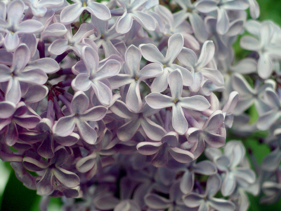 summer.purple