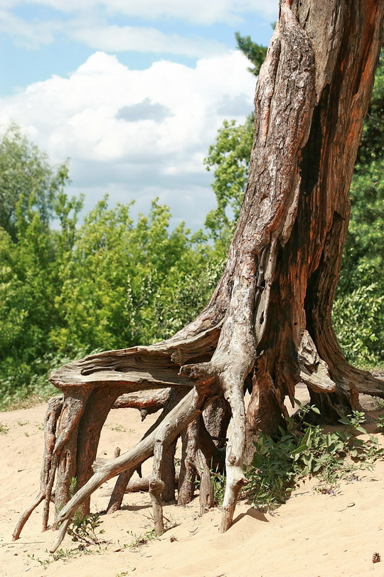 Корень.