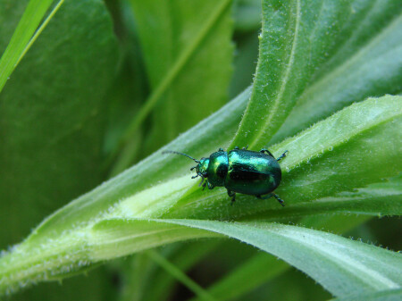 жизнь зелёного жука