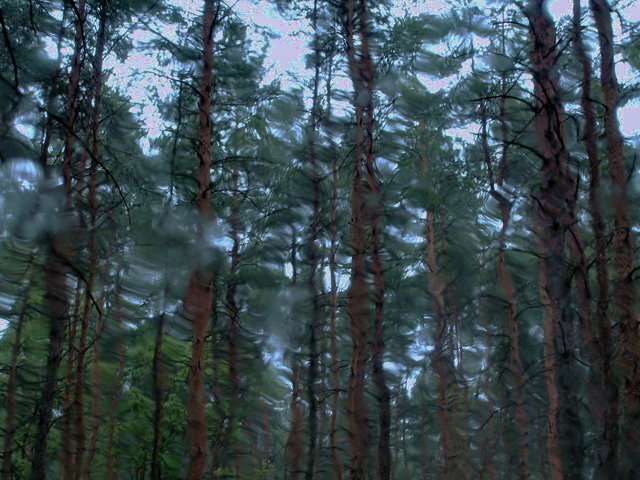 Rainy forest