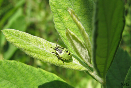 ...про маскировку...