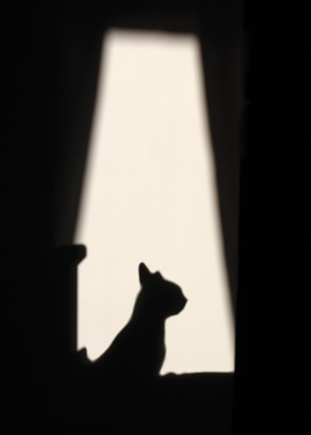 Кошкотень