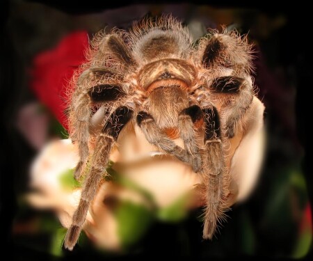 Верхом на букете