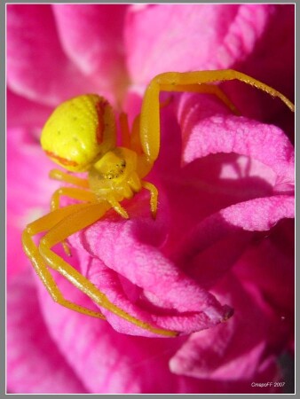 желтый паук