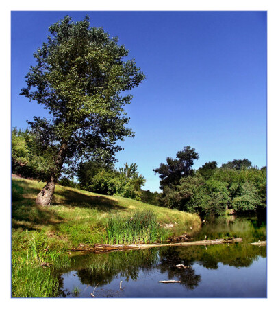 One tree, one sky, one water