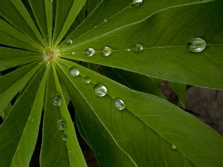 Florish drops