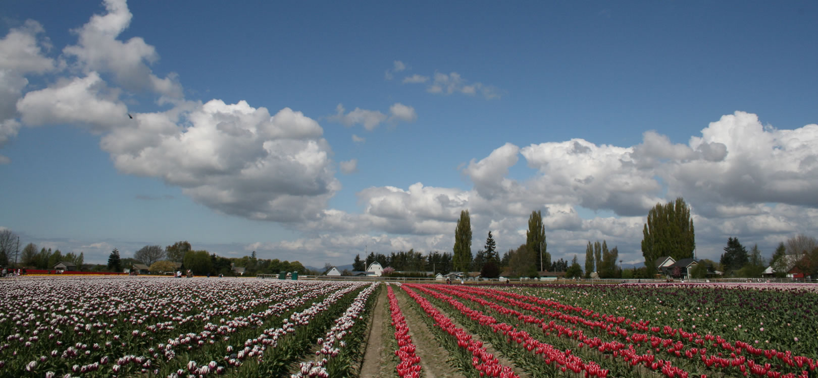 Flower Invasion