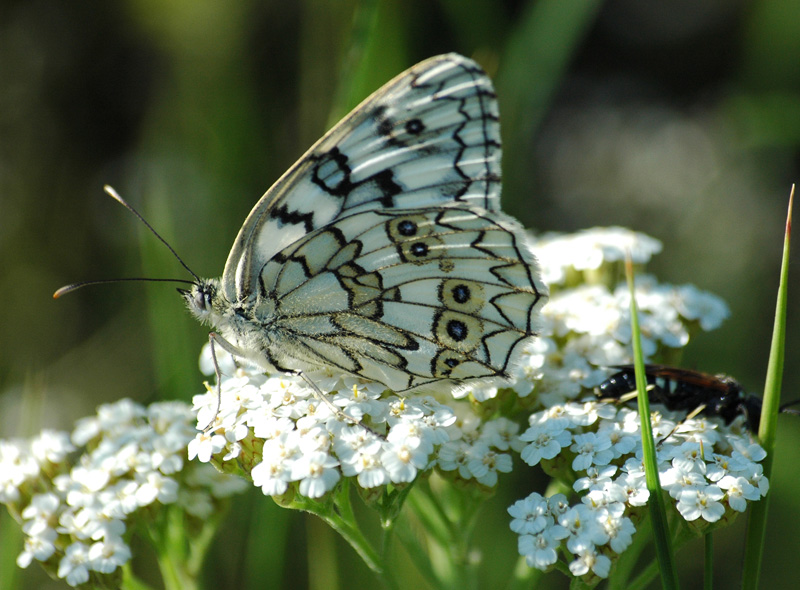 Buterfly