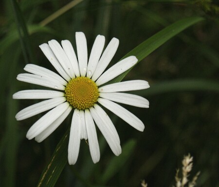 нууу... тоже да ромашка...