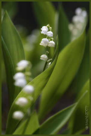 Convallaria_majalis_1