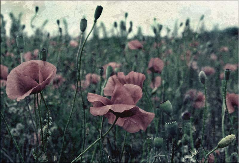 red poppy drug