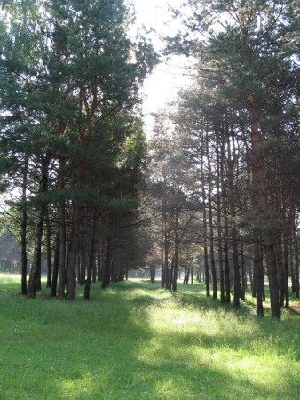 утро в лесу