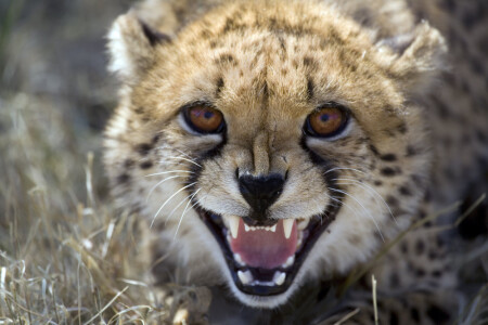 Cheetah....child