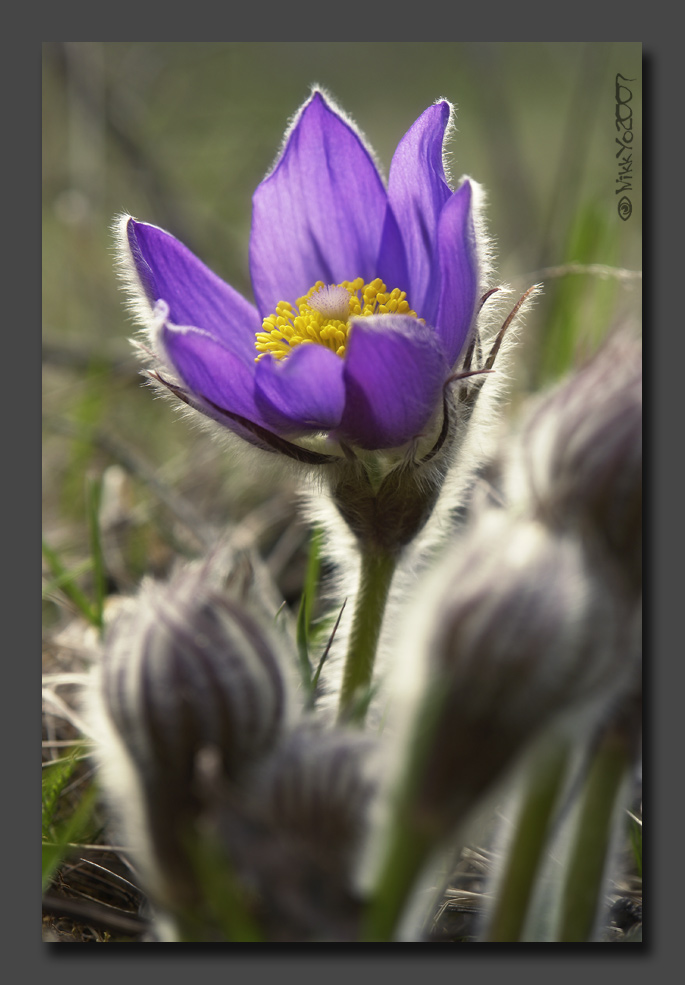 Pulsatilla_pratensis