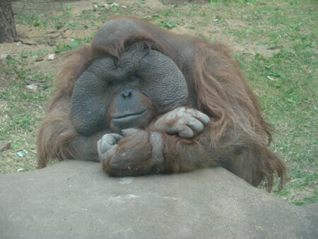 Противоположный взгляд